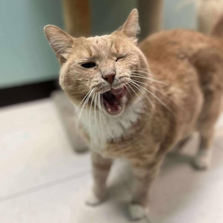 Mr Kitty, Adoptable, Senior Male Domestic Short Hair.