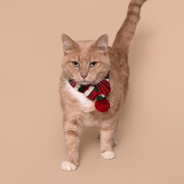 Mr Kitty — thumbnail 2