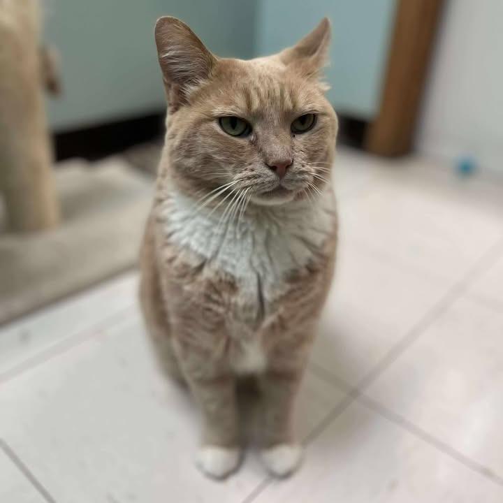 Enlarge Mr Kitty, a Adoptable Domestic Short Hair in Milan, IL image 5/5