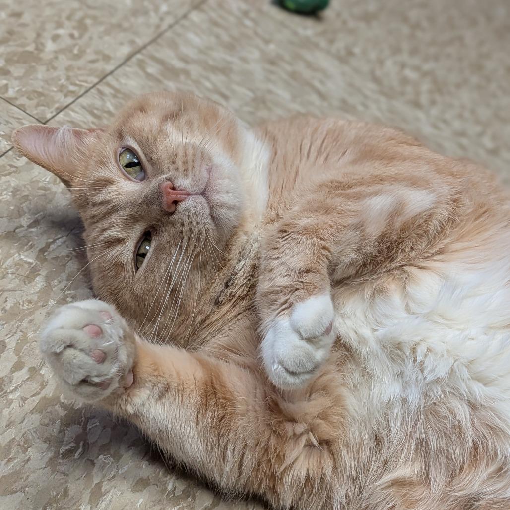 Mr Kitty — thumbnail 6