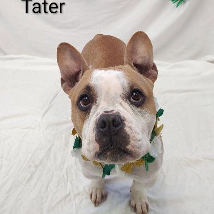 Tater