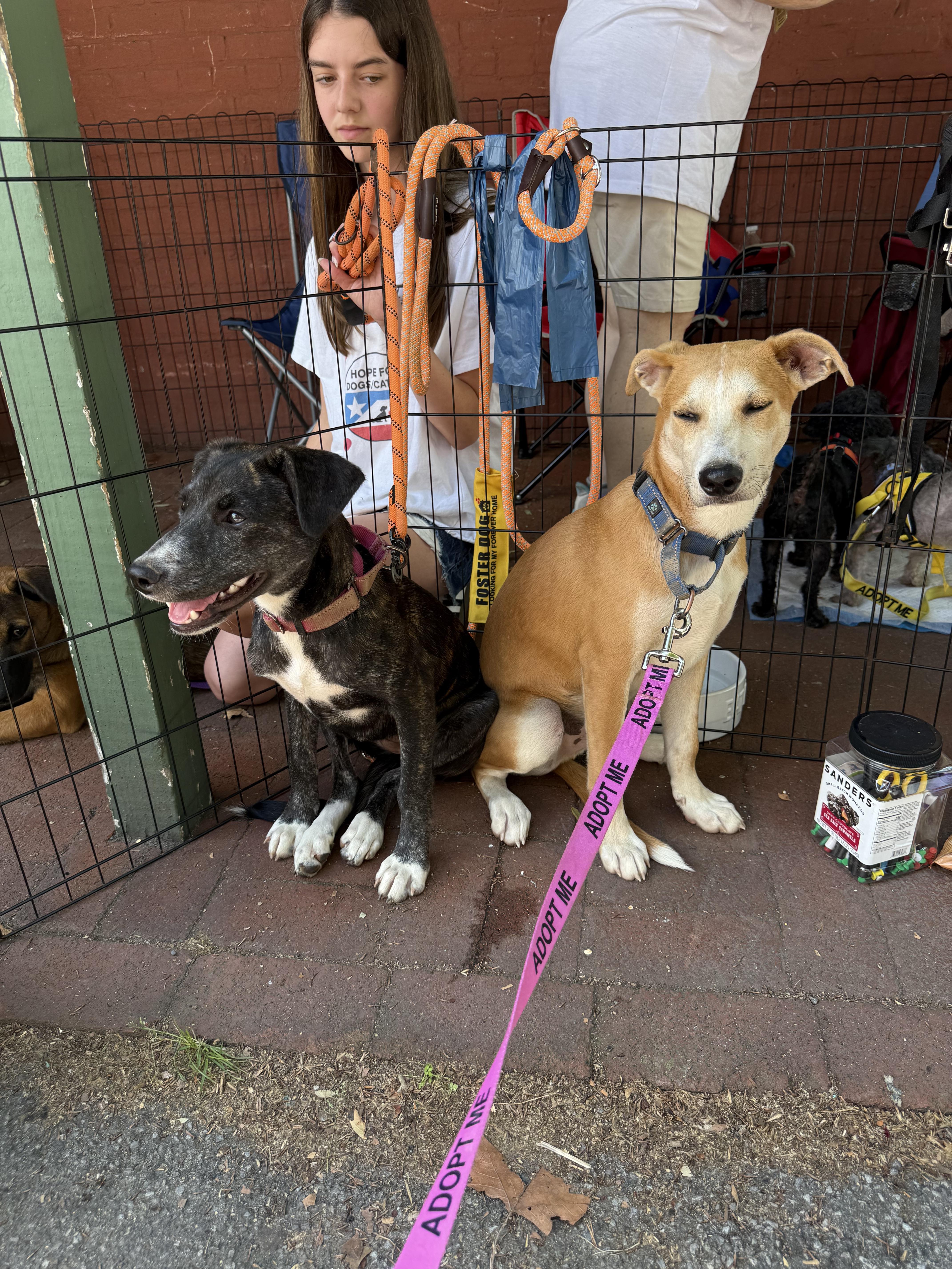 Archie, a ADOPTABLE mixed breed in Sharon, CT image 3/5