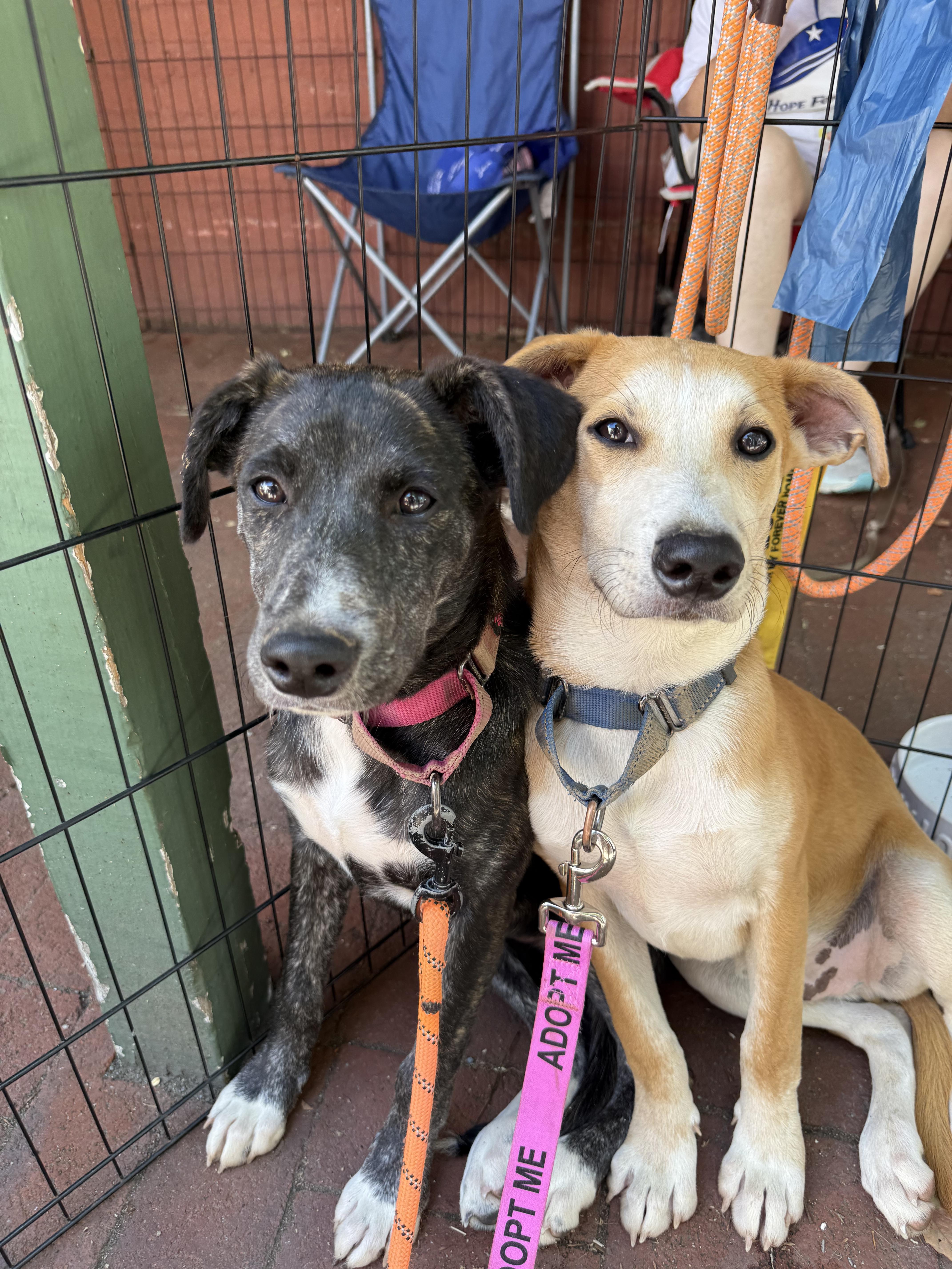 Archie, a ADOPTABLE mixed breed in Sharon, CT image 2/5