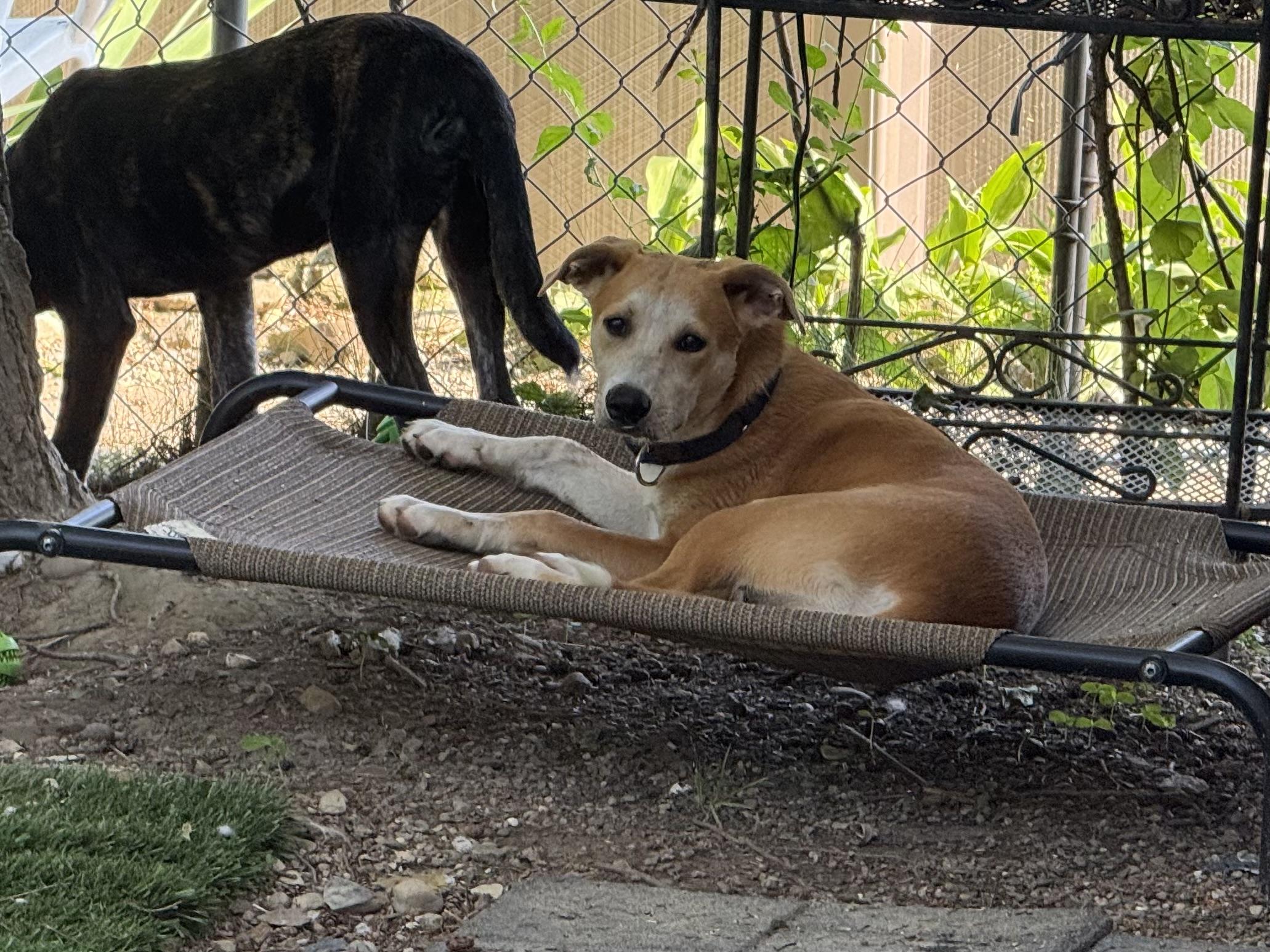 Archie, a ADOPTABLE mixed breed in Sharon, CT image 4/5