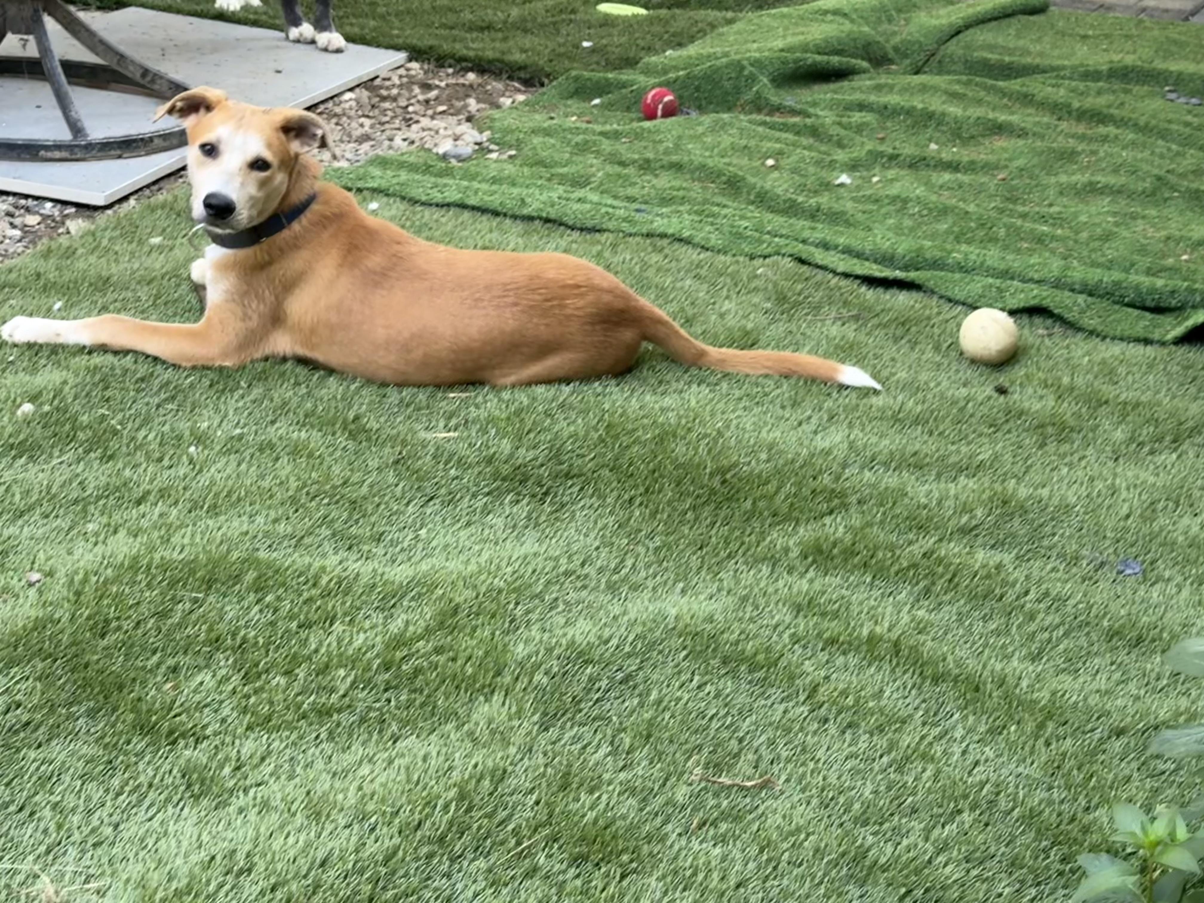 Archie, a ADOPTABLE mixed breed in Sharon, CT image 1/5