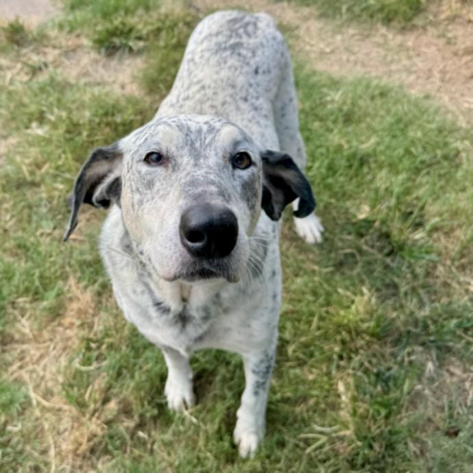 TONY, Adoptable, Adult Male German Wirehaired Pointer & Mixed Breed.