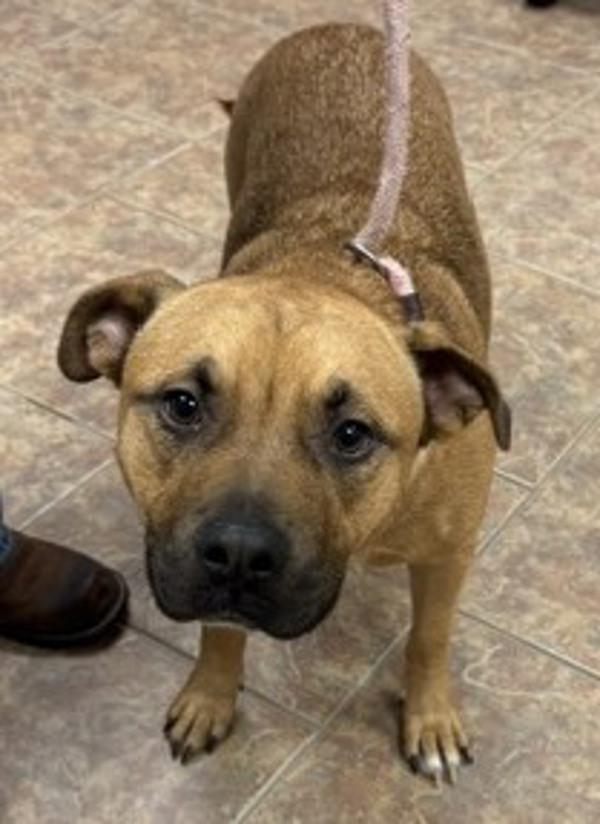 Zipper, Adoptable, Young Male Pit Bull Terrier.