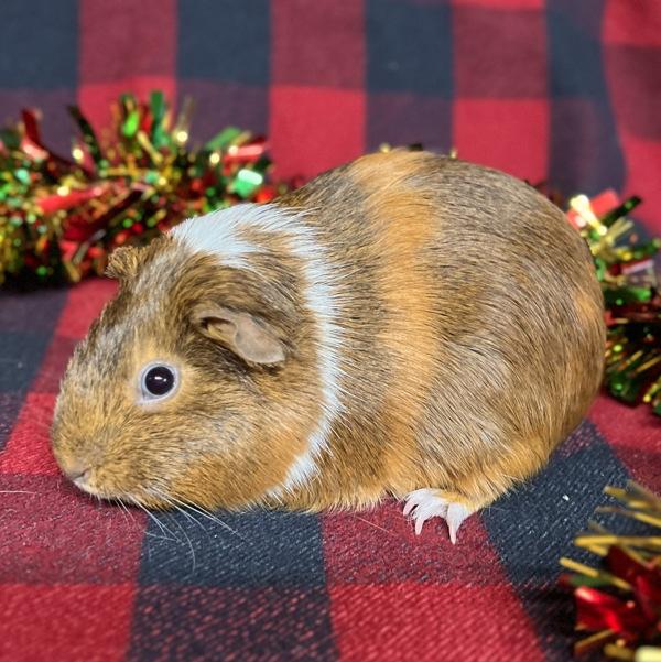 Emilia, Adoptable, Adult Female Guinea Pig.