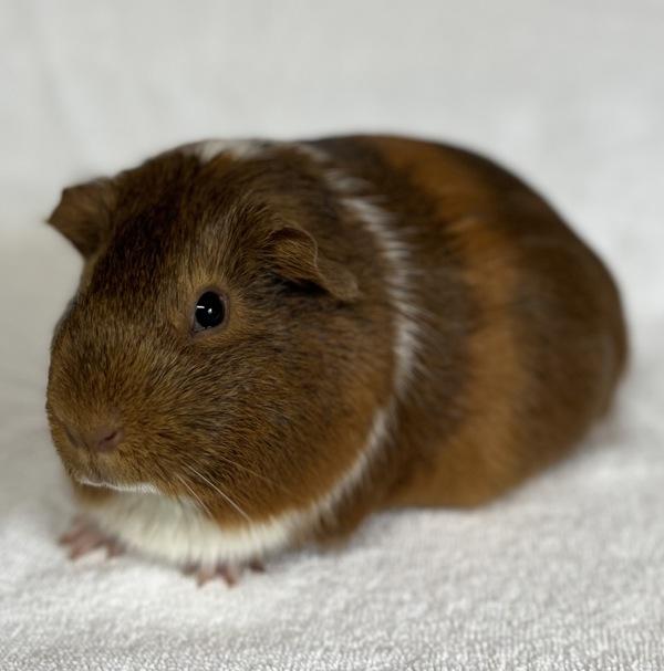 Enlarge Emilia, a Adoptable mixed breed in Monterey, CA image 2/4