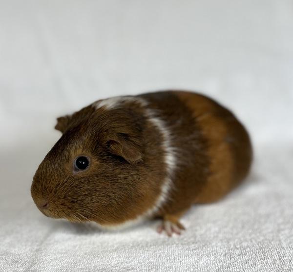 Enlarge Emilia, a Adoptable mixed breed in Monterey, CA image 3/4