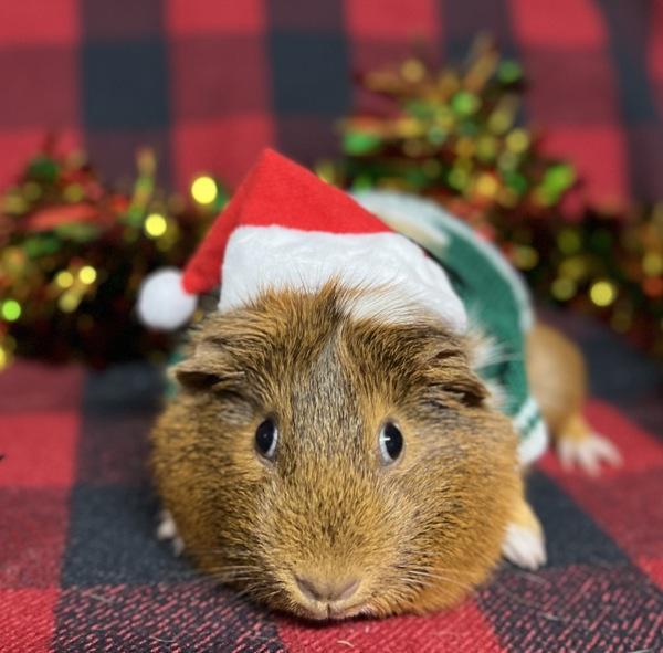 Enlarge Emilia, a Adoptable mixed breed in Monterey, CA image 4/4