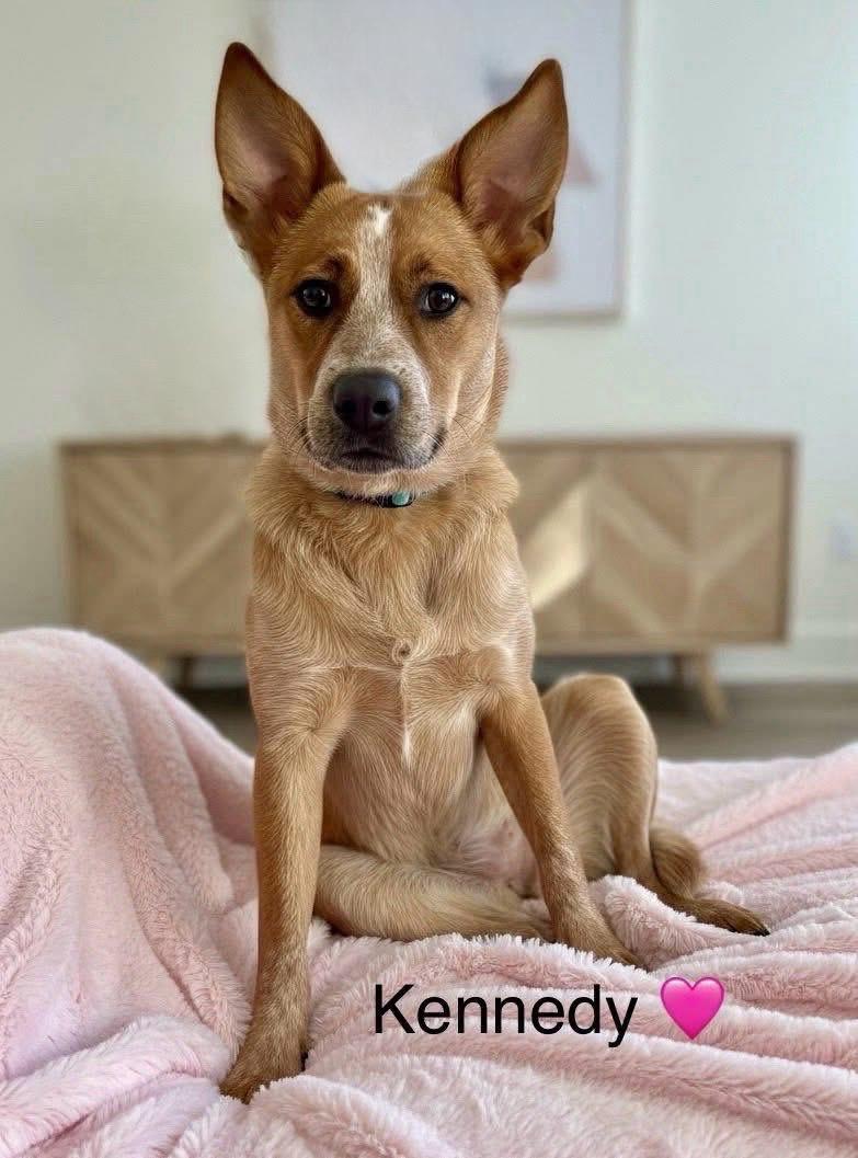 Enlarge Kennedy, an adopted mixed breed in Rockwall, TX image 1/5