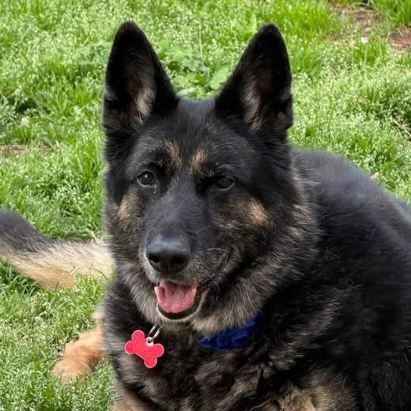 Gretchen, Adopted, Senior Female German Shepherd Dog.