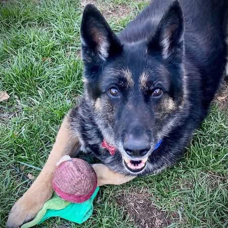 Enlarge Gretchen, a Adopted German Shepherd Dog in Leavenworth, KS image 2/3