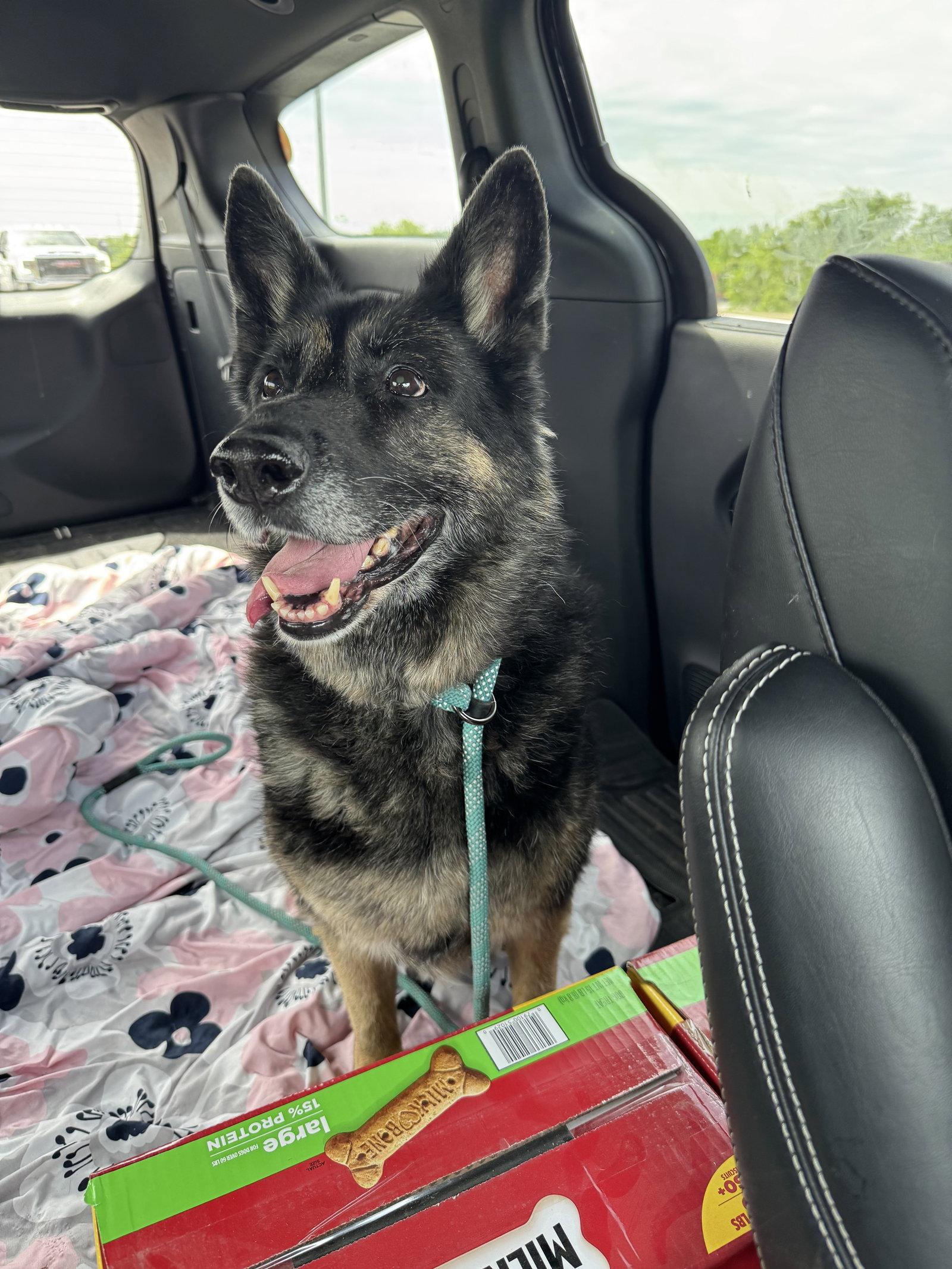 Enlarge Gretchen, a Adopted German Shepherd Dog in Leavenworth, KS image 3/3