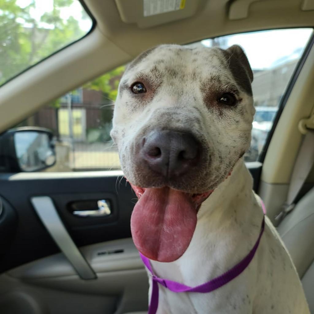 Enlarge Agnes, a Adoptable Pit Bull Terrier in Wichita, KS image 1/4