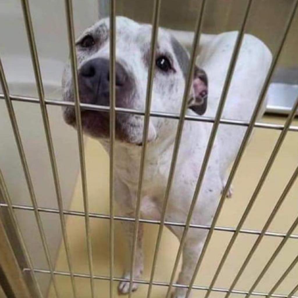 Enlarge Agnes, a Adoptable Pit Bull Terrier in Wichita, KS image 2/4