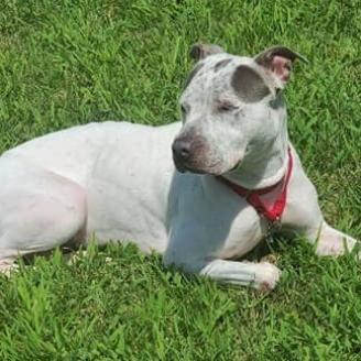 Enlarge Agnes, a Adoptable Pit Bull Terrier in Wichita, KS image 3/4