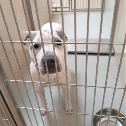 Enlarge Agnes, a Adoptable Pit Bull Terrier in Wichita, KS image 4/4