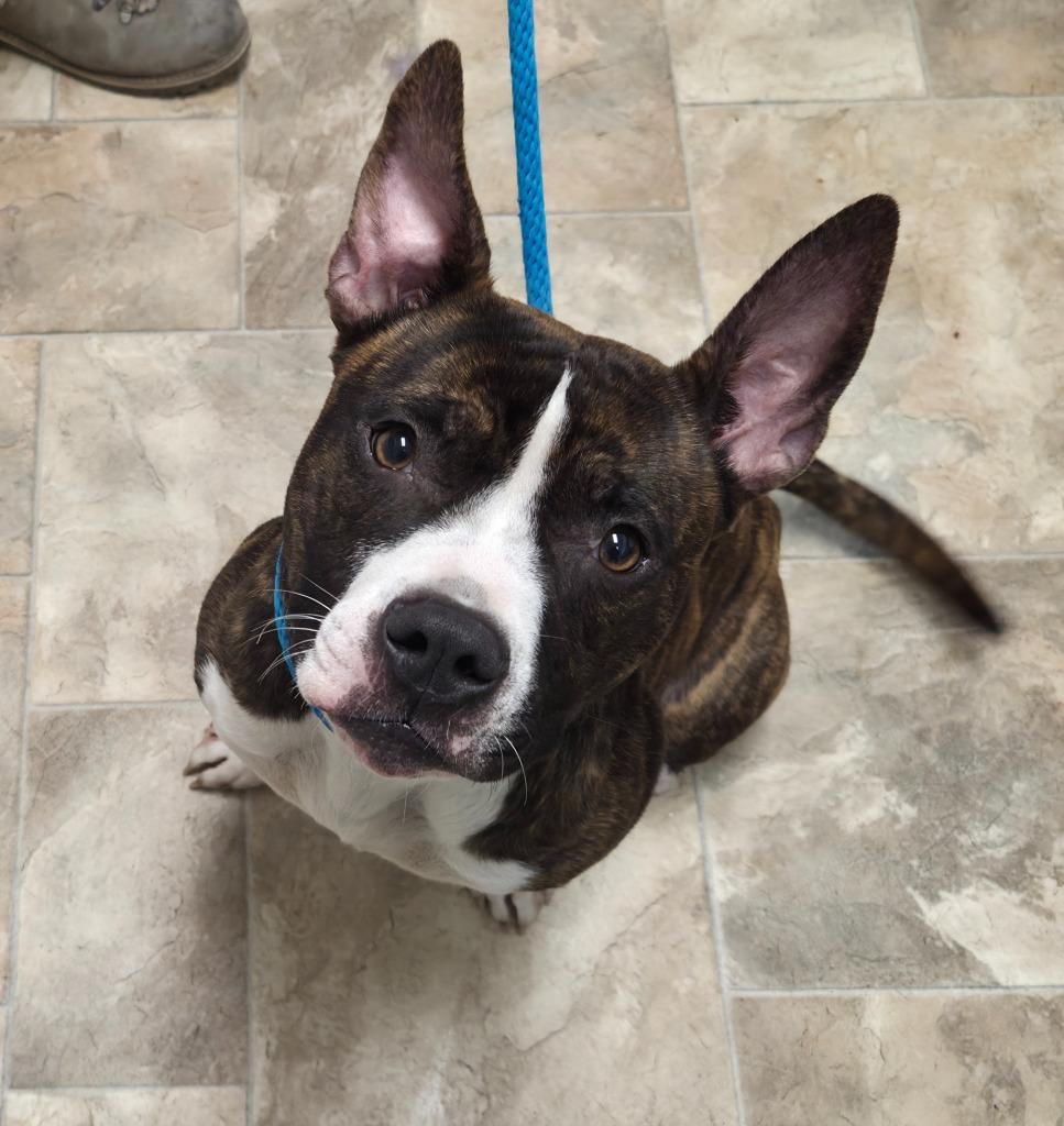 Enlarge Mimi, a Adoptable Pit Bull Terrier in Gold Beach, OR image 1/1