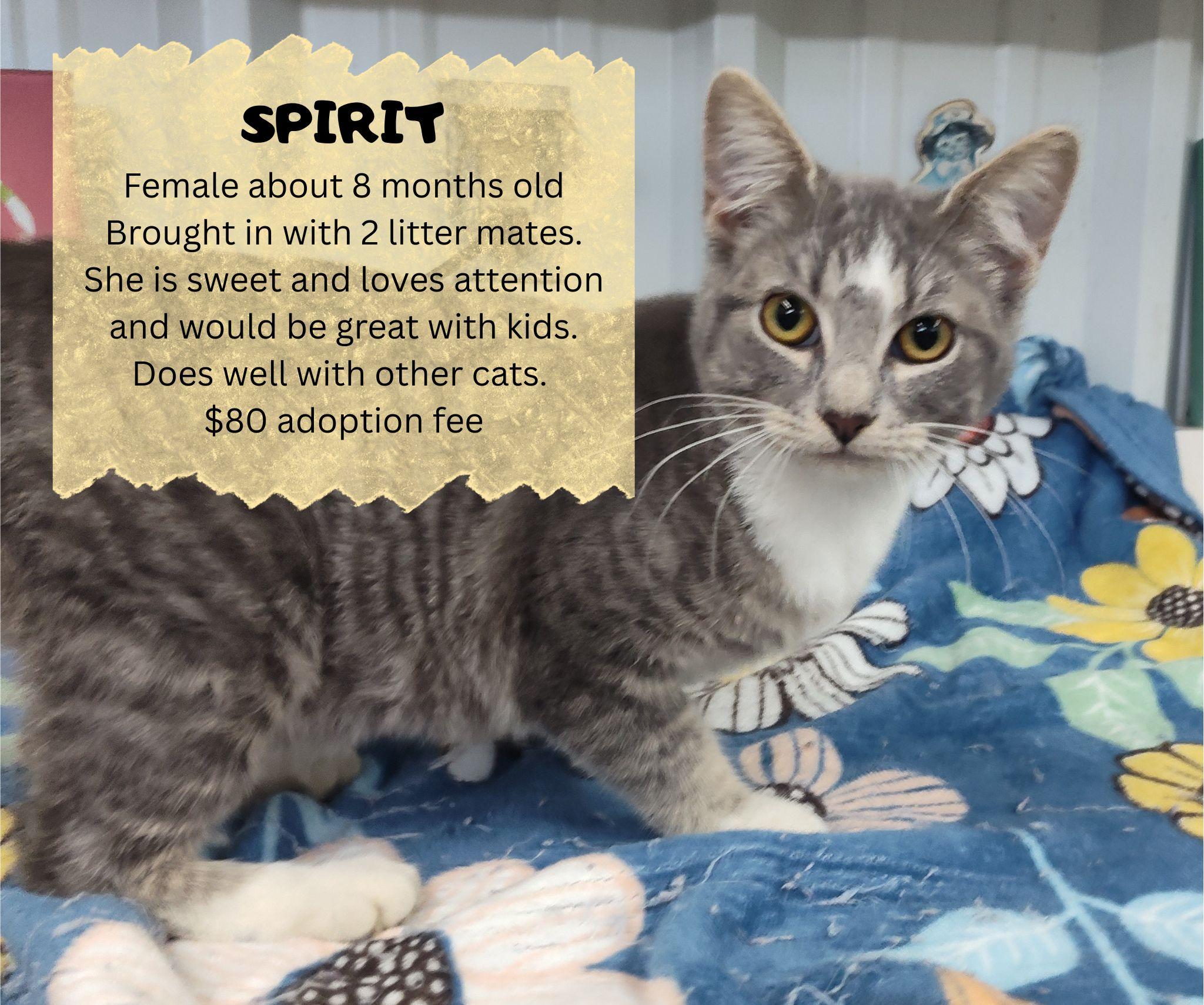 SPIRIT, Adoptable, Young Female Tabby.