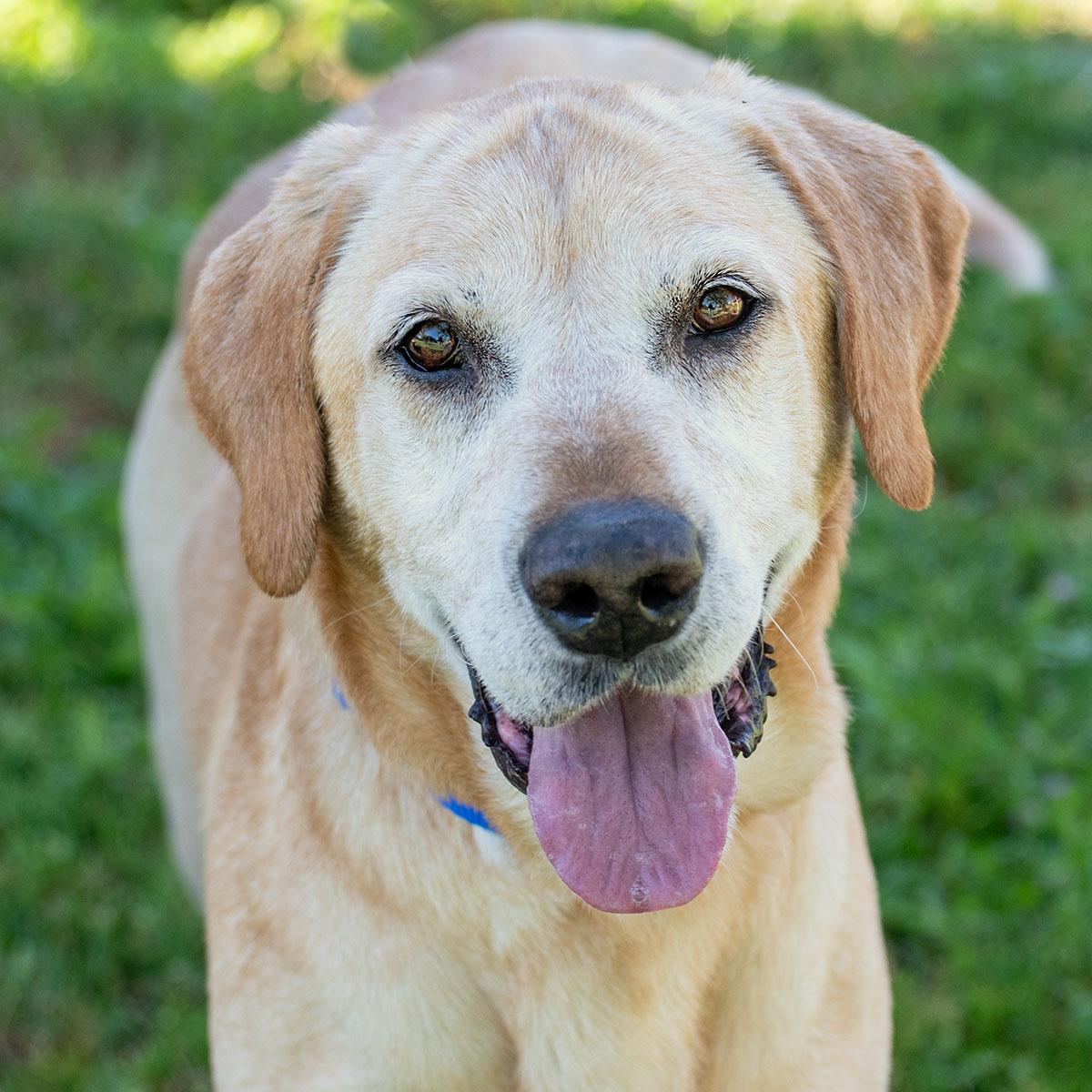 Mojo, a ADOPTABLE Yellow Labrador Retriever in Elverta, CA image 1/3