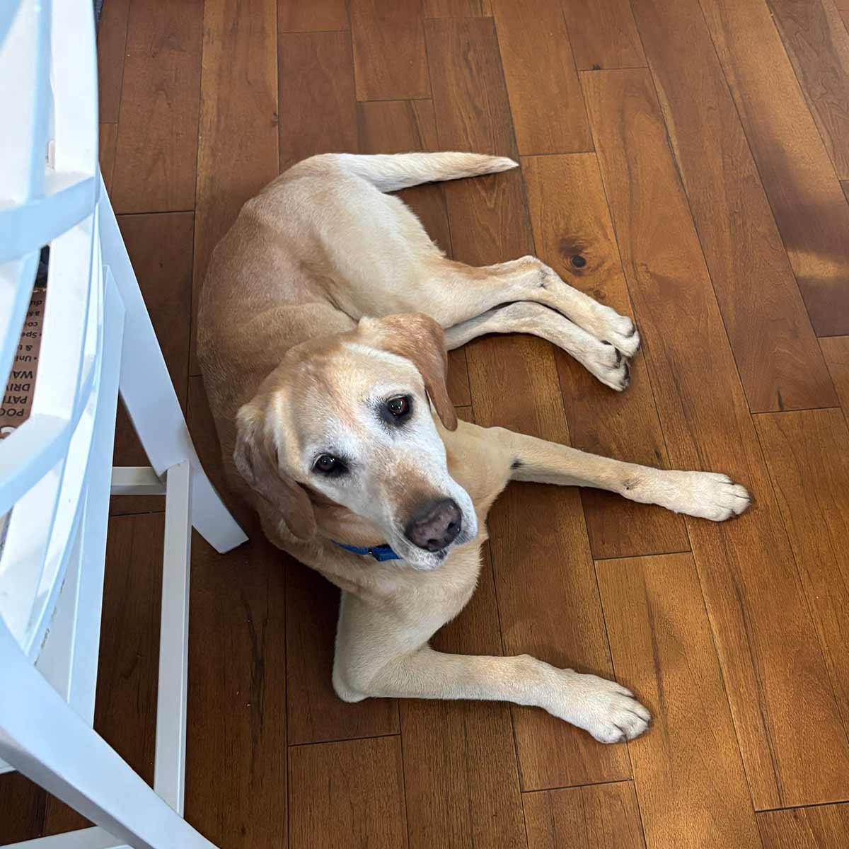 Mojo, a ADOPTABLE Yellow Labrador Retriever in Elverta, CA image 2/3