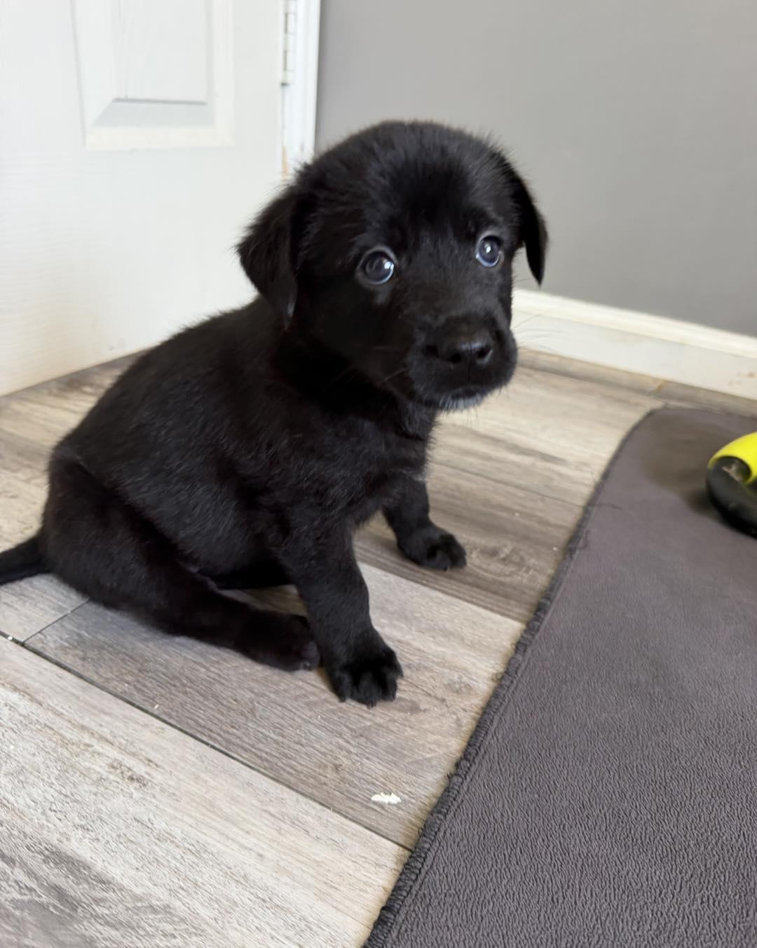 Photo of Molecule (AKA Molly)