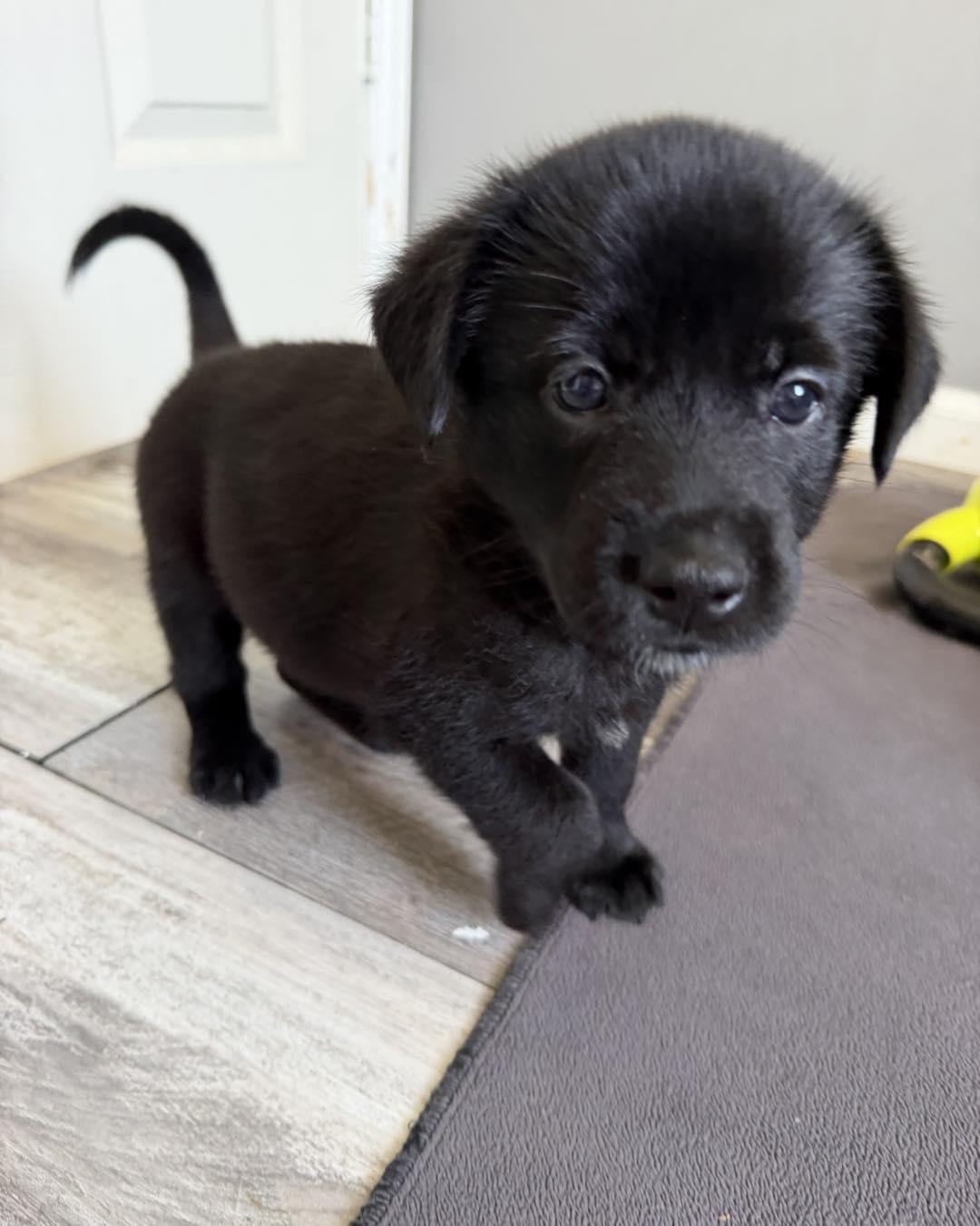 Photo of Molecule (AKA Molly)