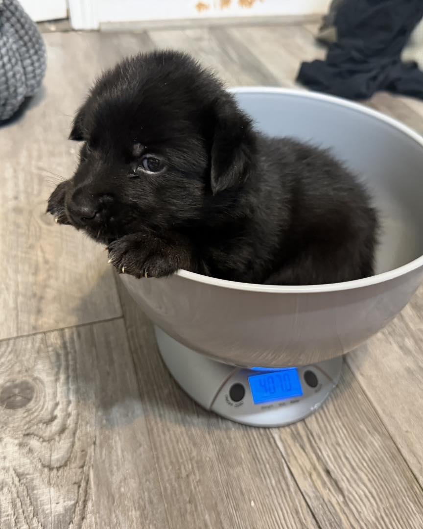 Photo of Molecule (AKA Molly)