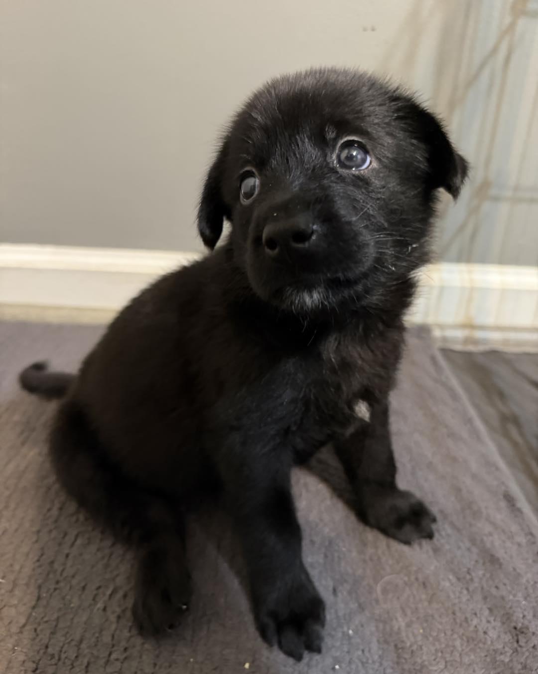 Photo of Molecule (AKA Molly)