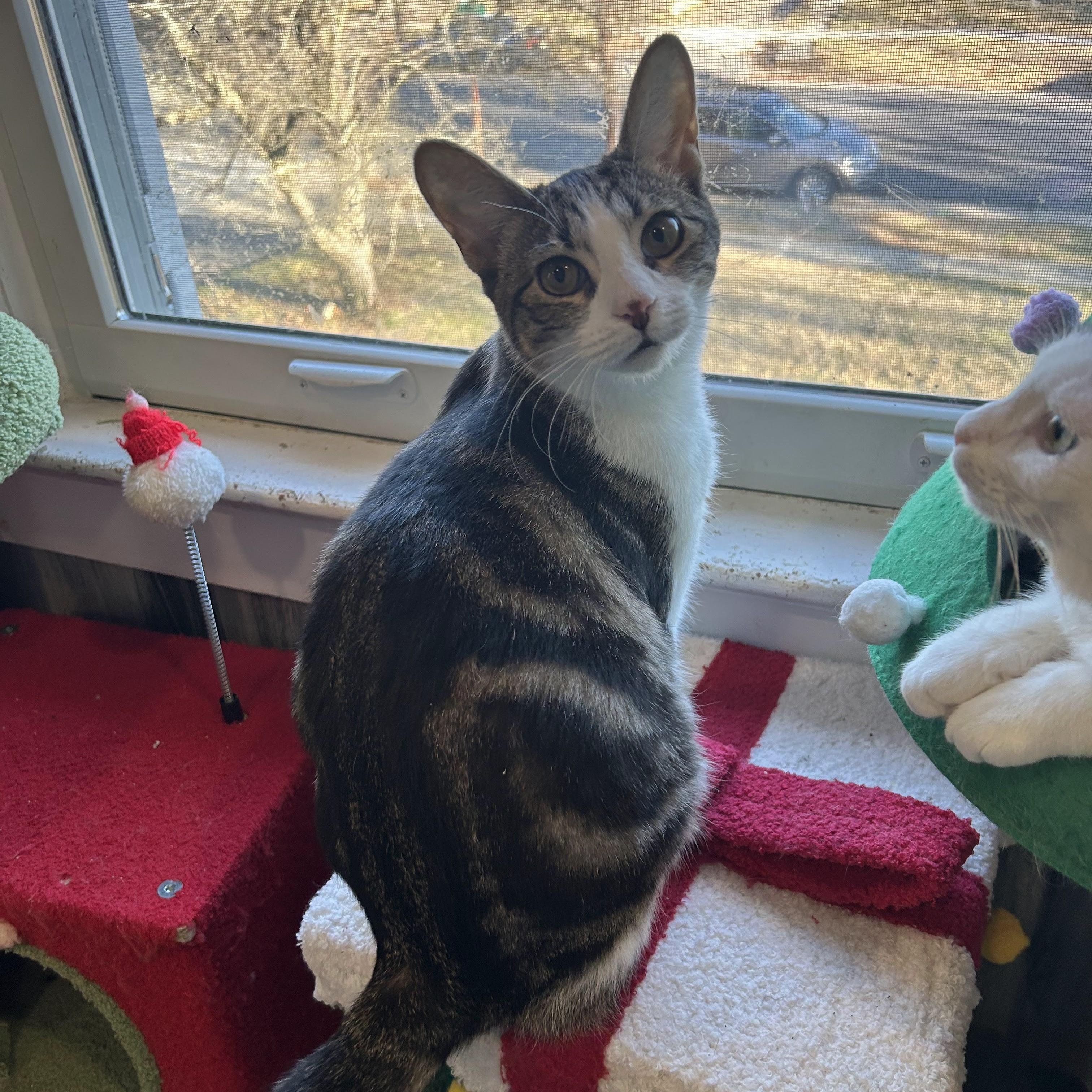 Enlarge Dilly, an adopted mixed breed in Woodbury, NJ image 5/6