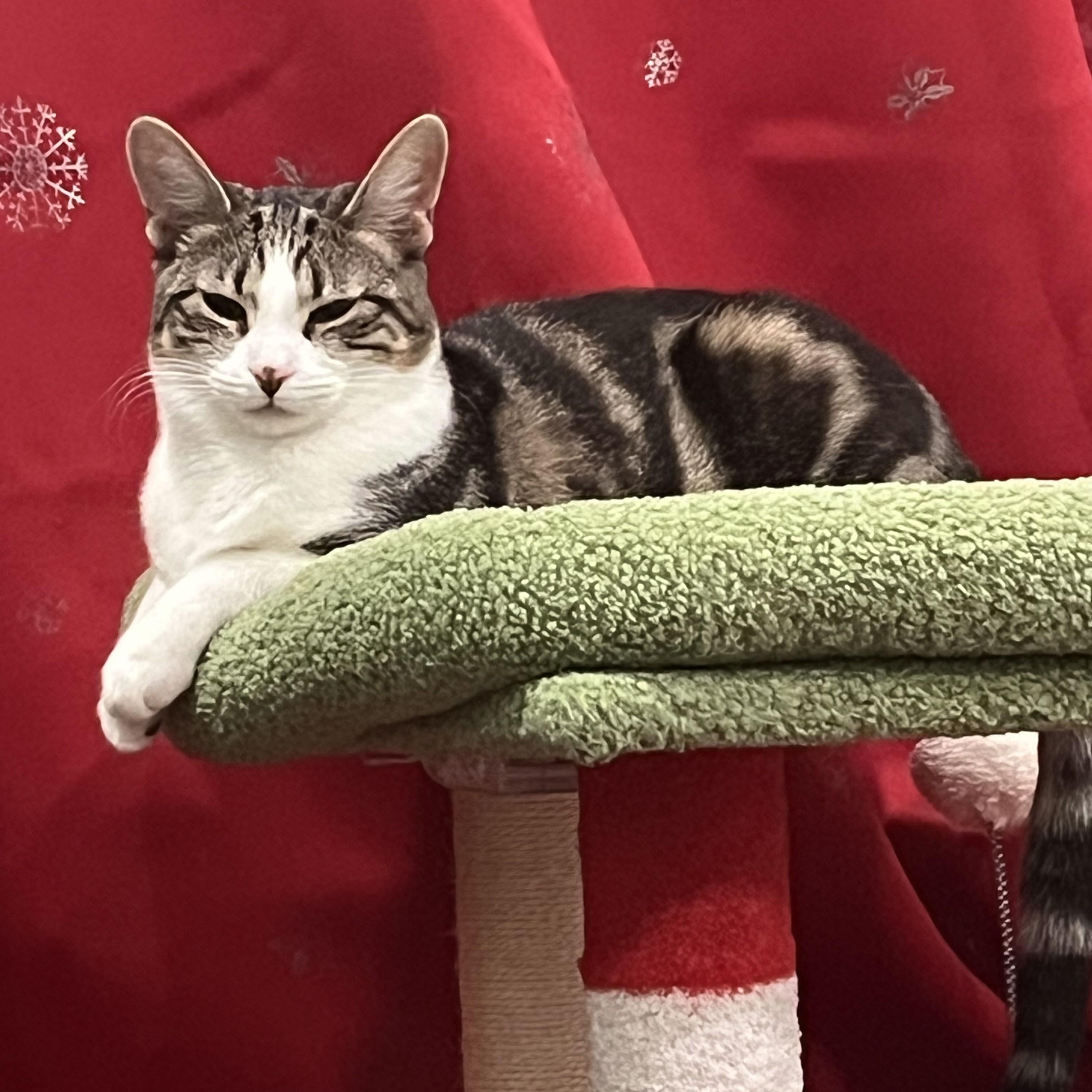 Enlarge Dilly, an adopted mixed breed in Woodbury, NJ image 2/6