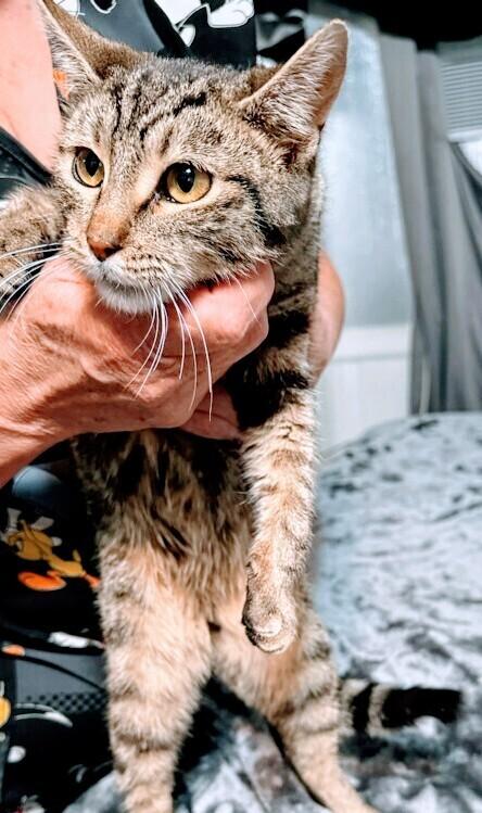 Mack, Adoptable, Adult Male Domestic Short Hair.