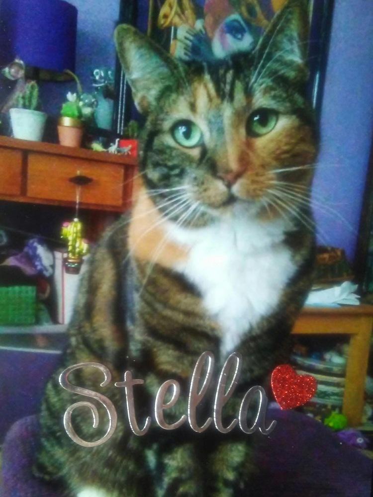 Stella, Adoptable, Senior Female Domestic Short Hair.
