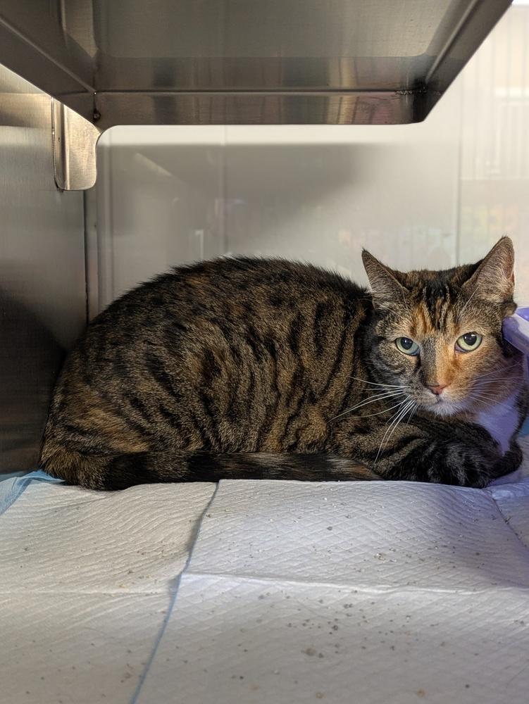 Enlarge Stella, a Adoptable mixed breed in Papillion, NE image 2/2