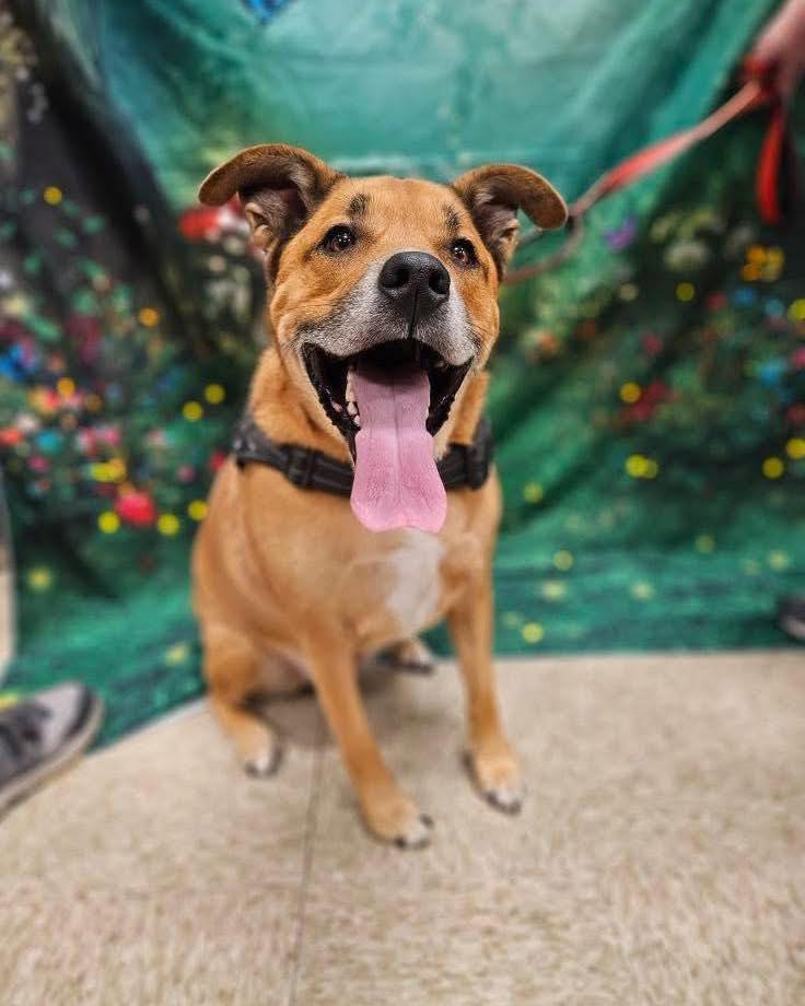 Walter, a Adoptable mixed breed in Broken Arrow, OK image 1/5