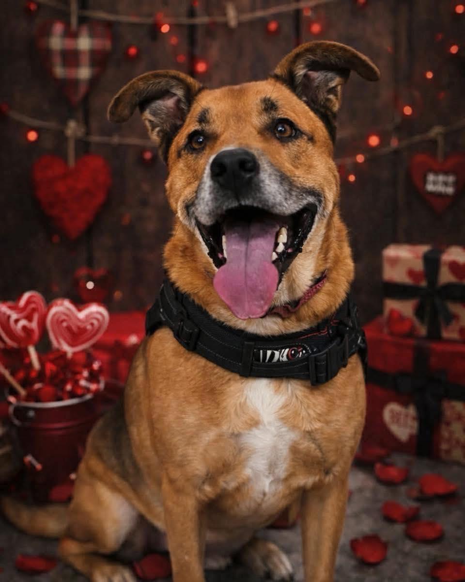 Walter, Adoptable, Adult Male Shepherd.