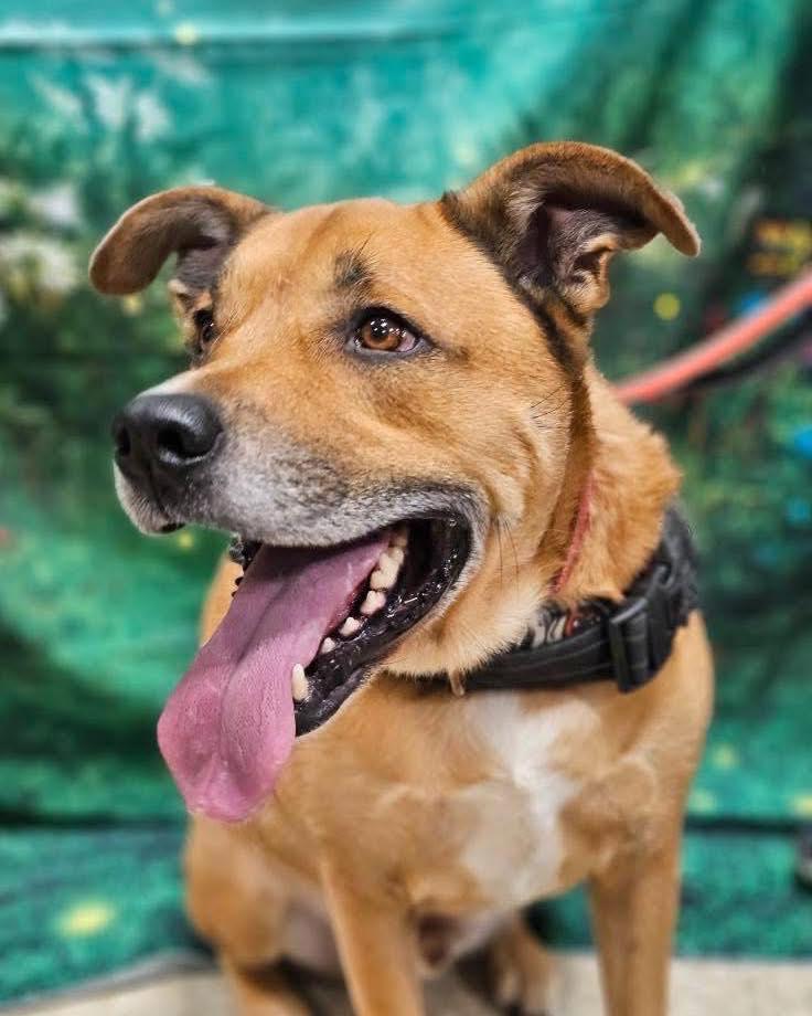 Walter, a Adoptable mixed breed in Broken Arrow, OK image 2/5