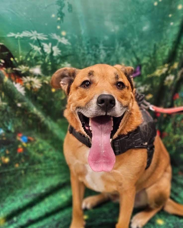 Walter, a Adoptable mixed breed in Broken Arrow, OK image 3/5