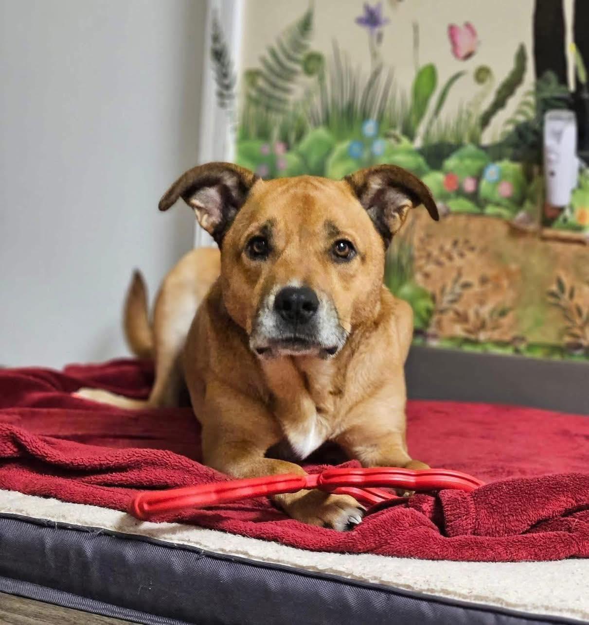 Walter, a Adoptable mixed breed in Broken Arrow, OK image 4/5