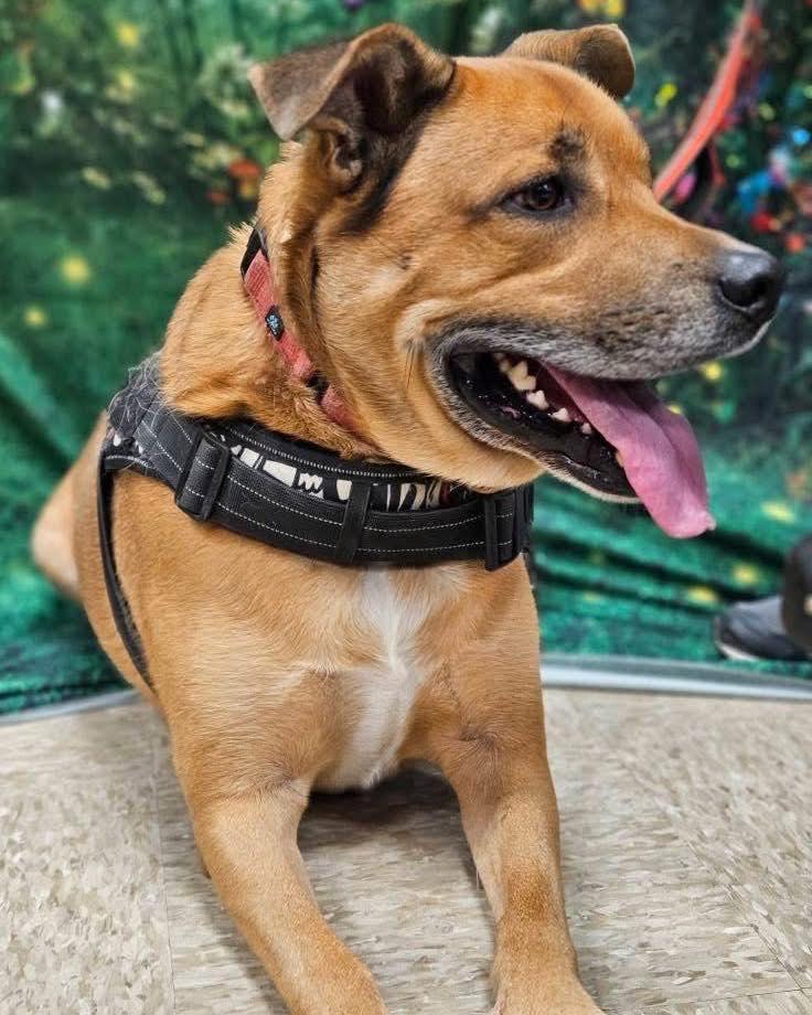 Walter, a Adoptable mixed breed in Broken Arrow, OK image 5/5