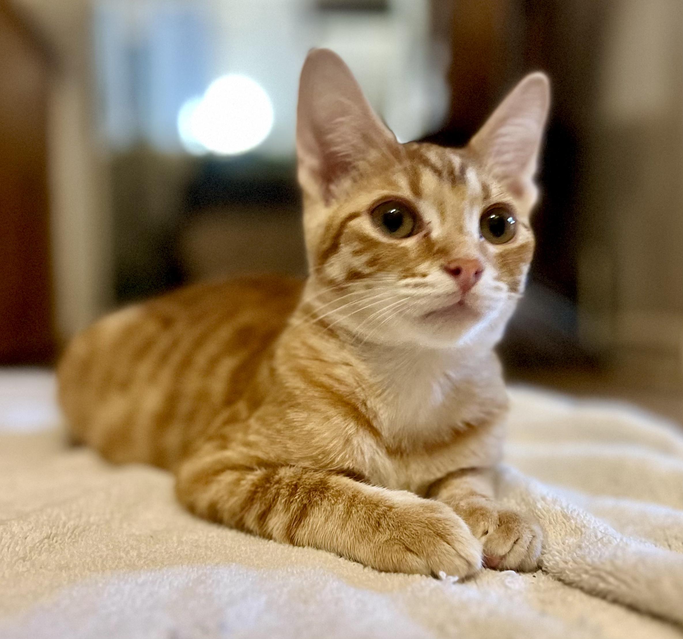 Breadstick, ADOPTABLE, Kitten Male Domestic Short Hair.