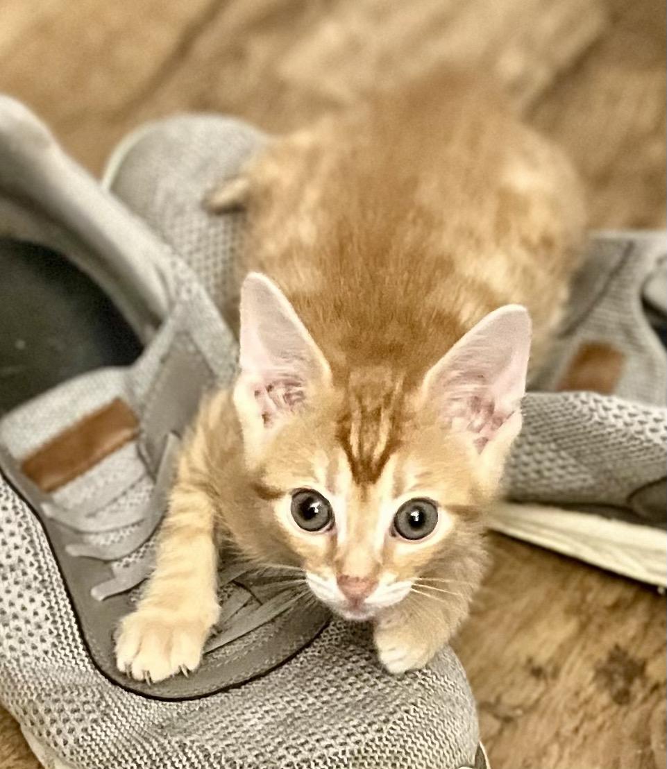 Breadstick, a ADOPTABLE Domestic Short Hair in Indianapolis, IN image 3/3