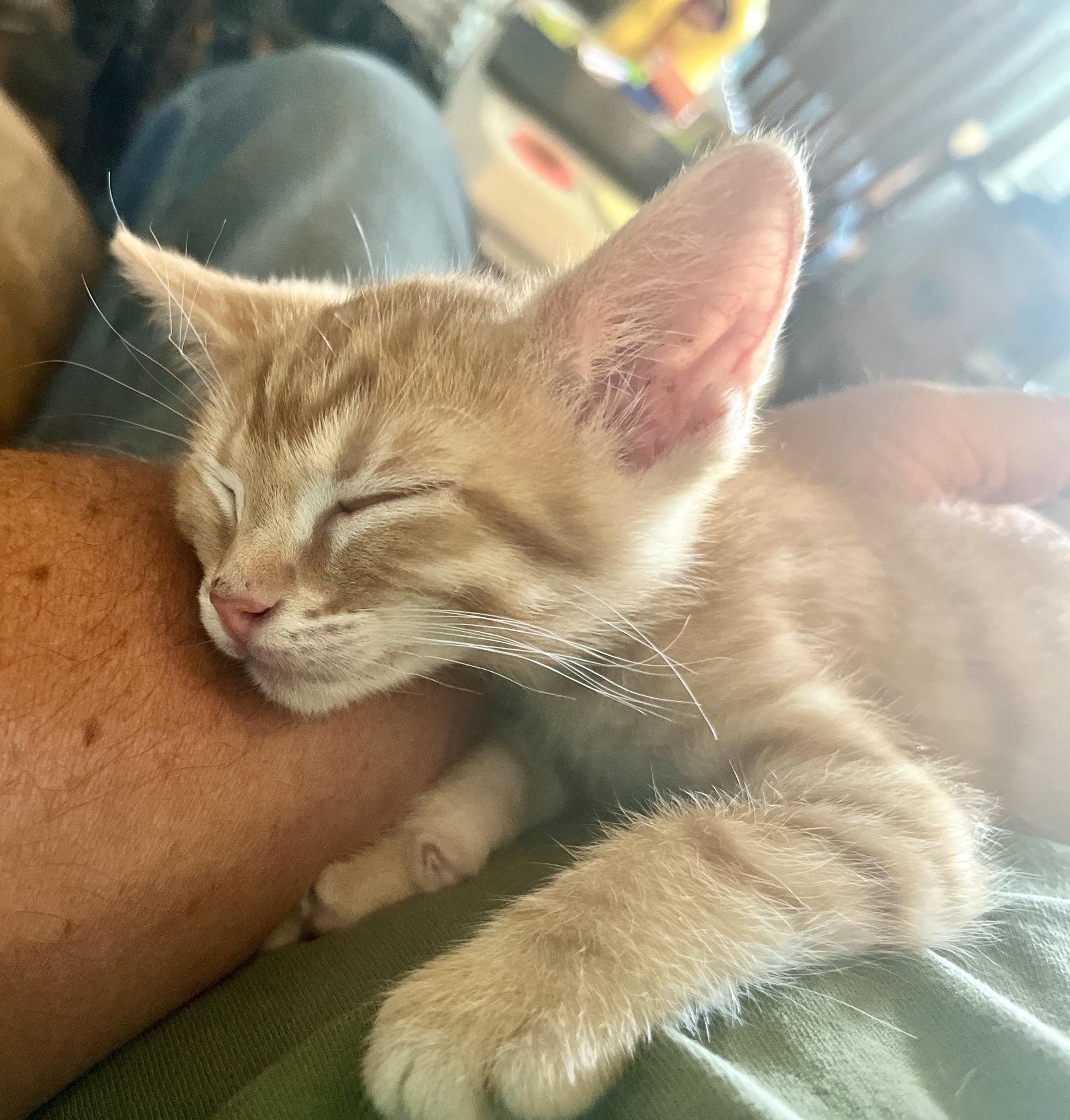 Breadstick, ADOPTABLE, Kitten Male Domestic Short Hair.