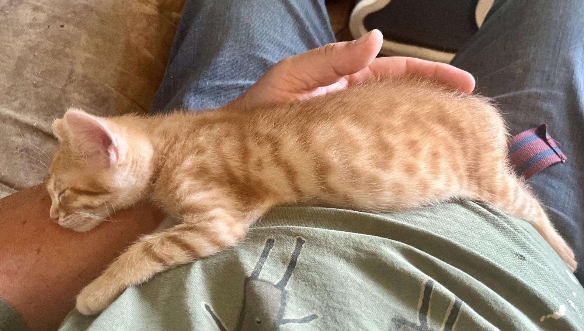 Breadstick, a ADOPTABLE Domestic Short Hair in Indianapolis, IN image 2/3