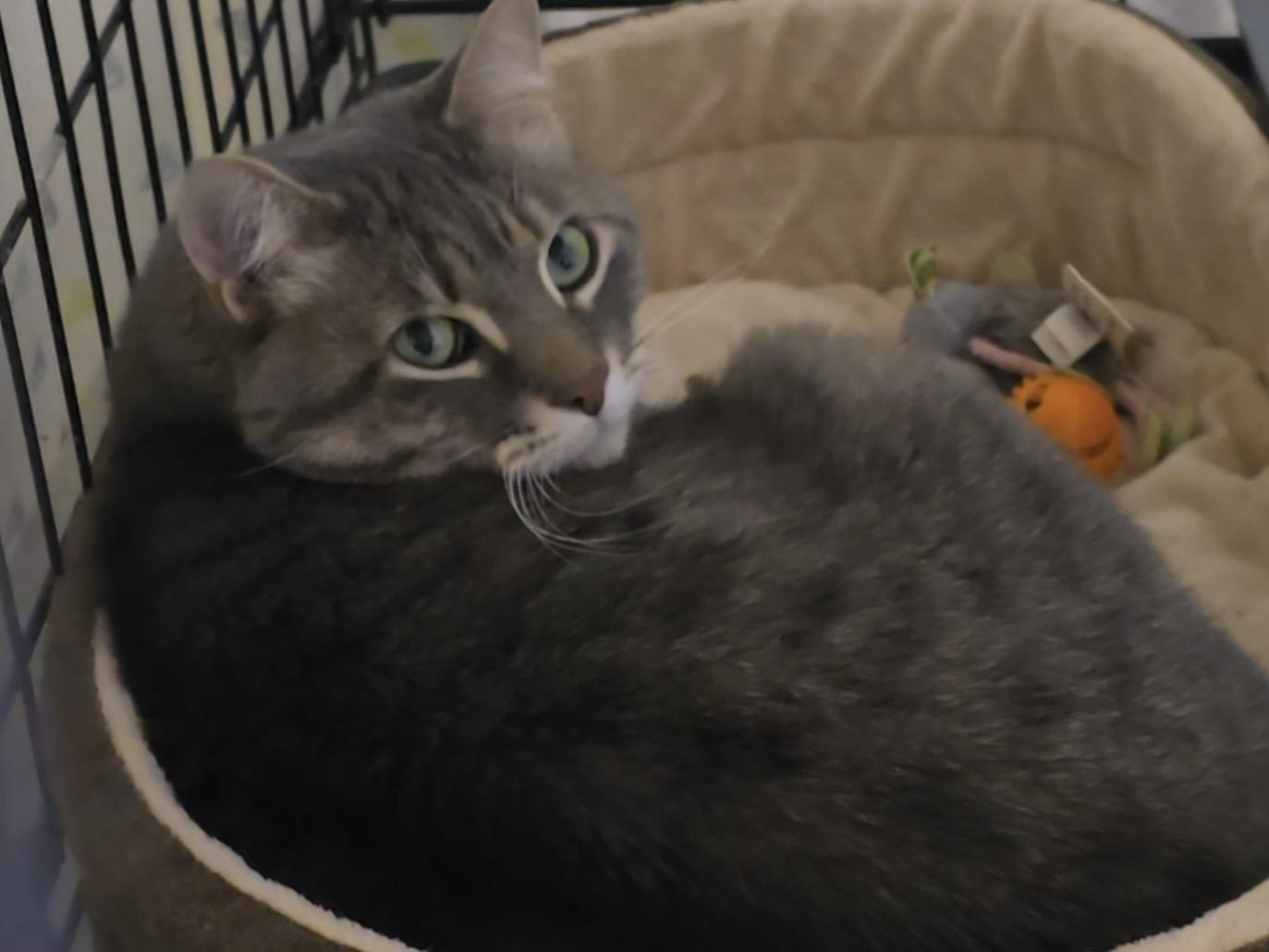 Smokey, ADOPTABLE, Adult Female Domestic Short Hair.