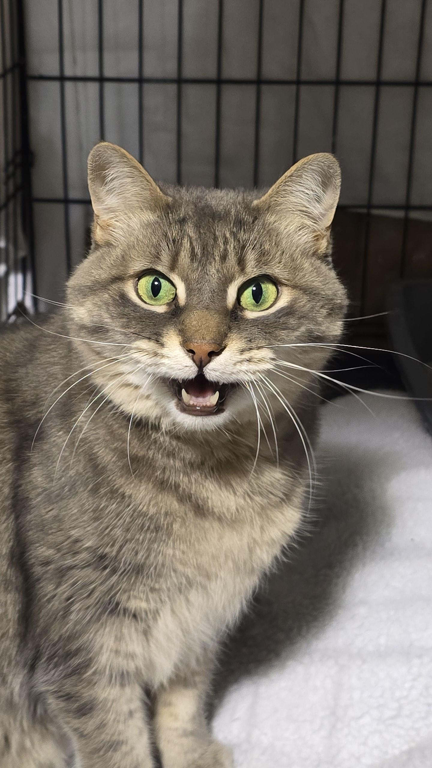 Enlarge Smokey, a ADOPTABLE Domestic Short Hair in Stevensville, ON image 2/2