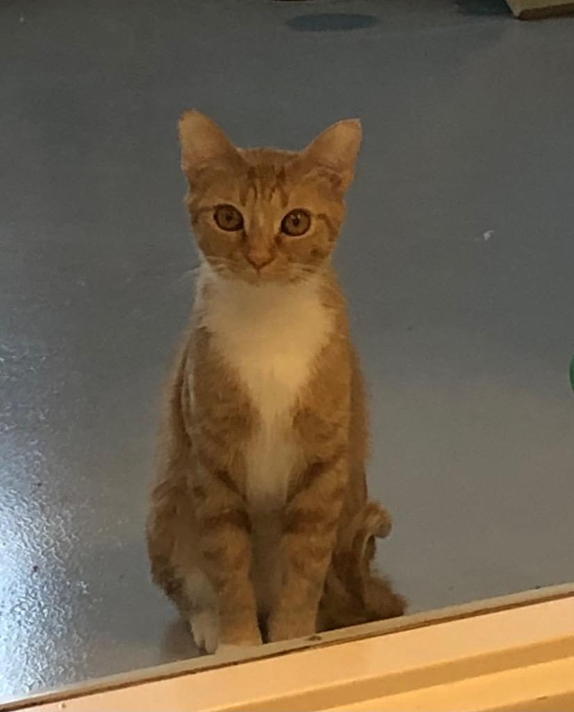 Tinker, a Adoptable mixed breed in Dalton, GA image 2/6