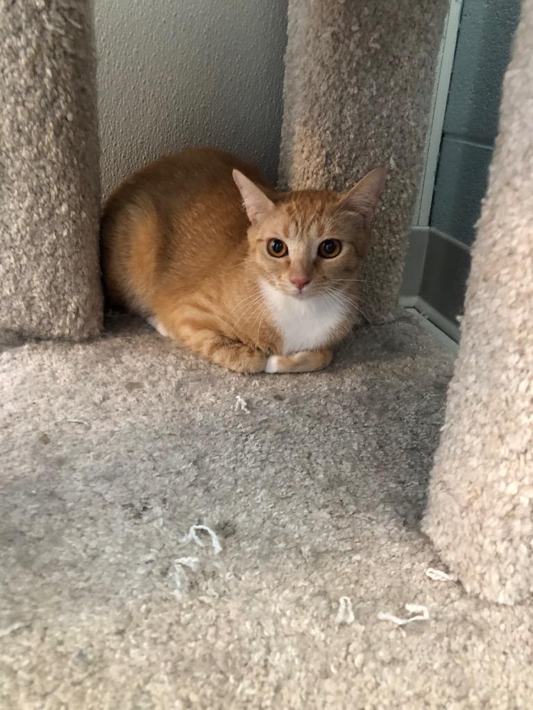 Tinker, a Adoptable mixed breed in Dalton, GA image 4/6